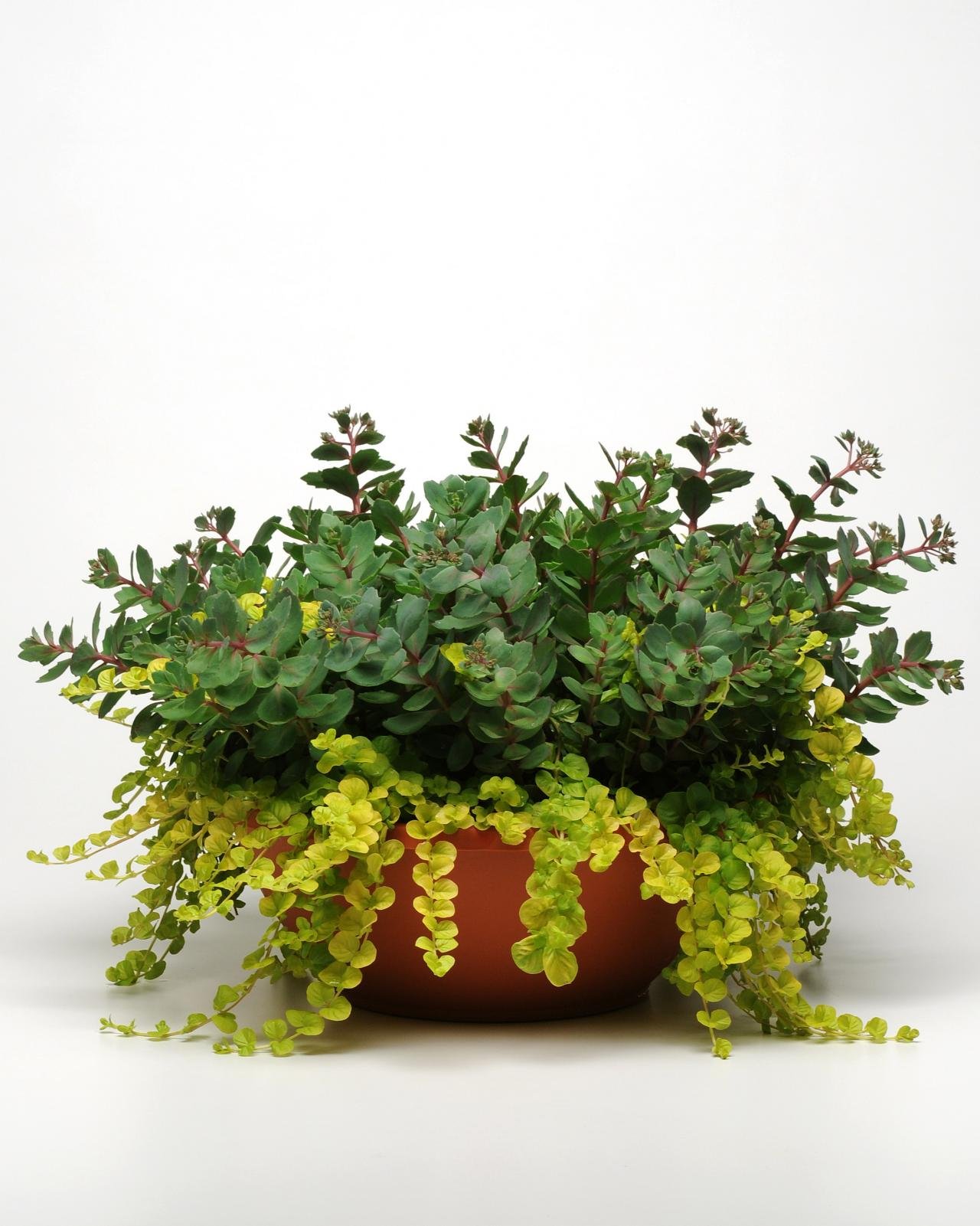 Creeping Jenny